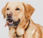 (image for) Yellow Lab Smile
